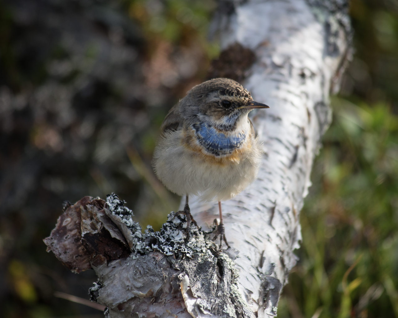 Valokuvaaja: Katri Niskanen