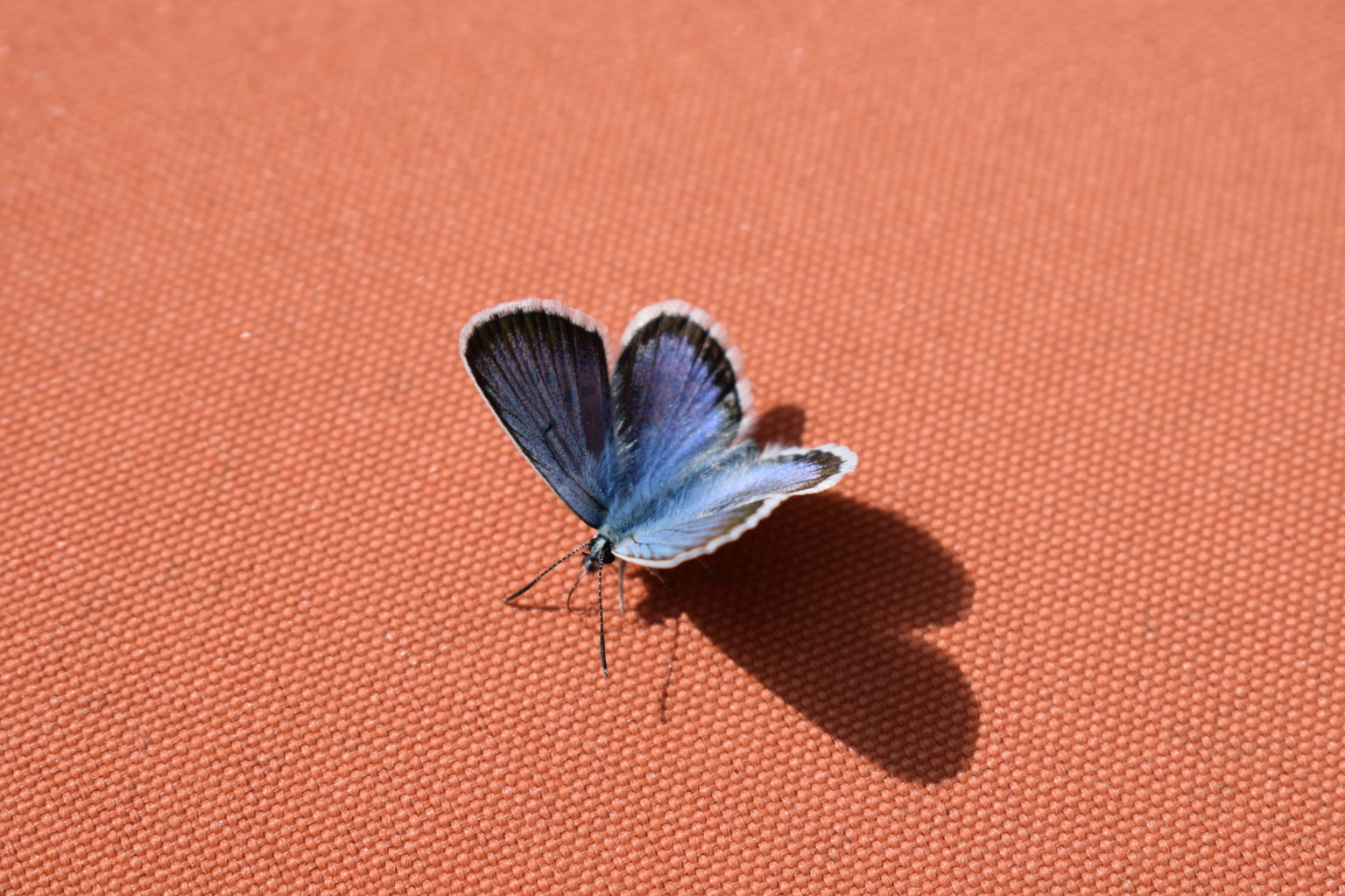 Valokuvaaja: Eila Ylönen Valokuvaaja: Eila Ylönen