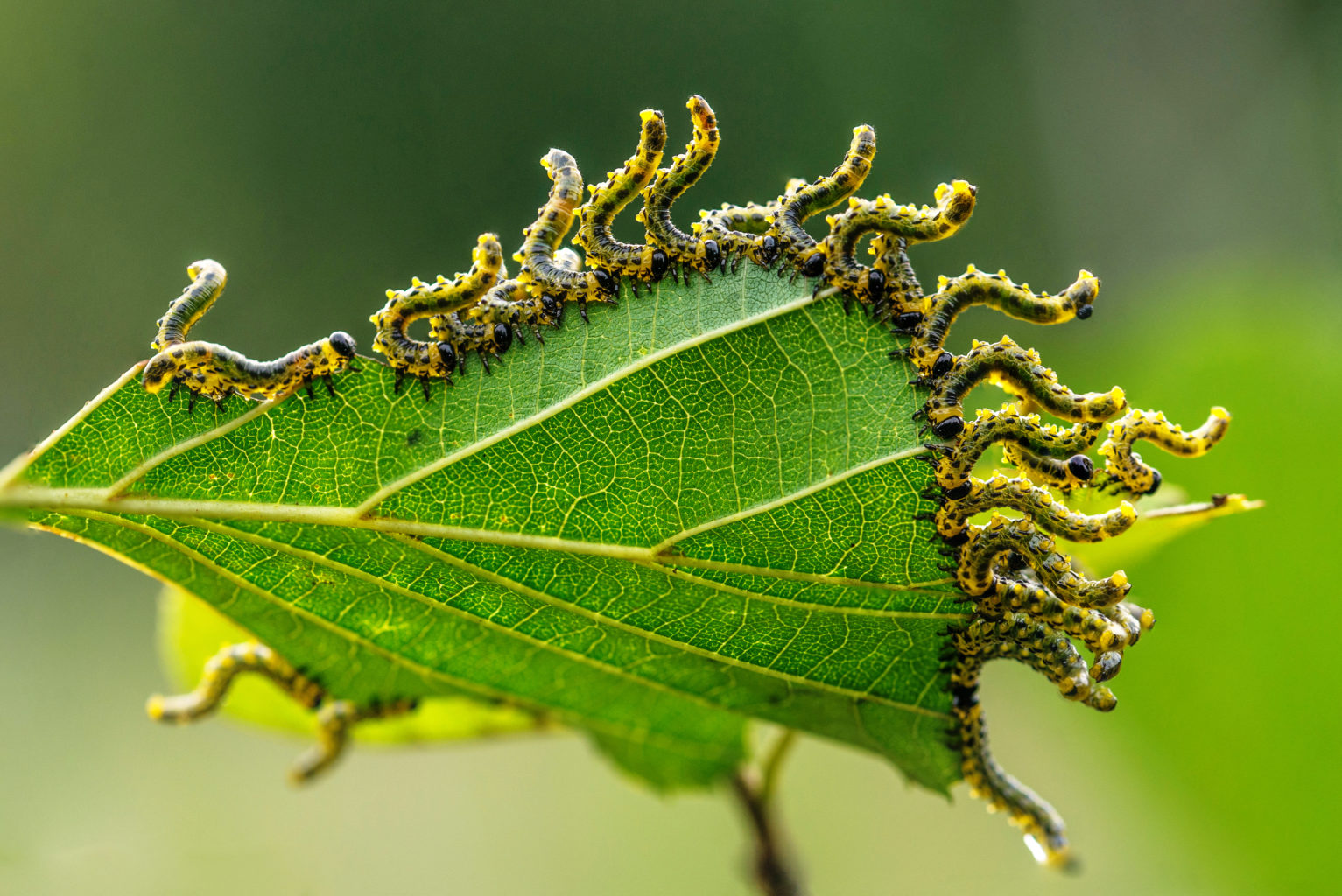 Valokuvaaja: Joona Korhonen