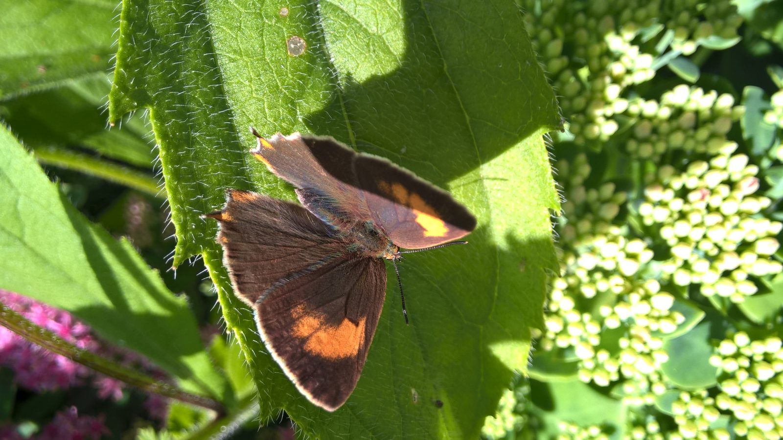 Valokuvaaja: Susanna Naukkarinen