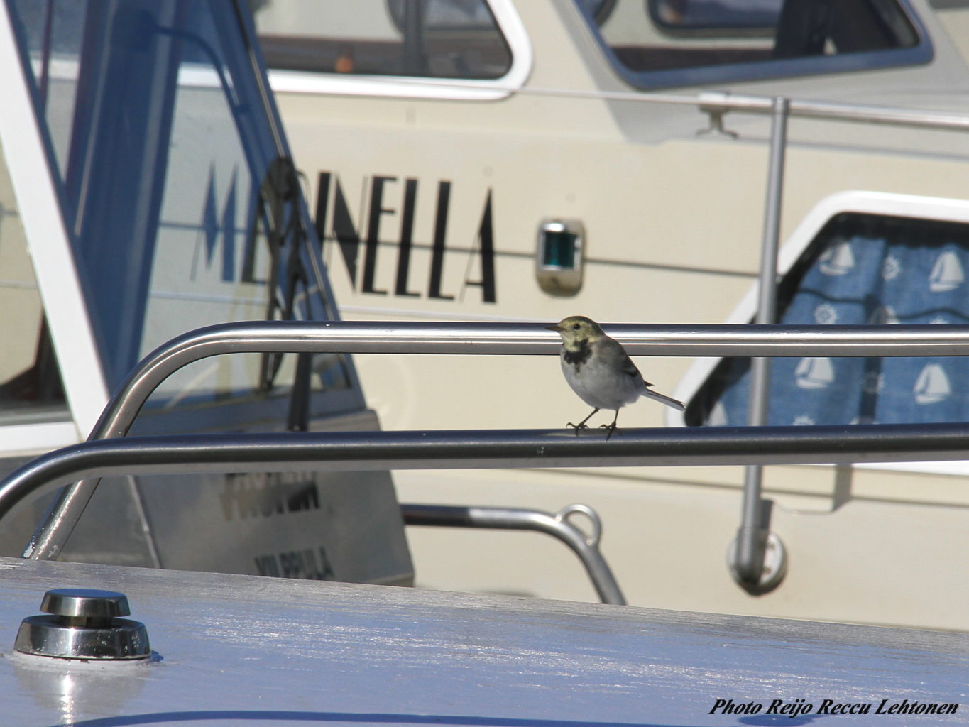 Valokuvaaja: Reijo Lehtonen