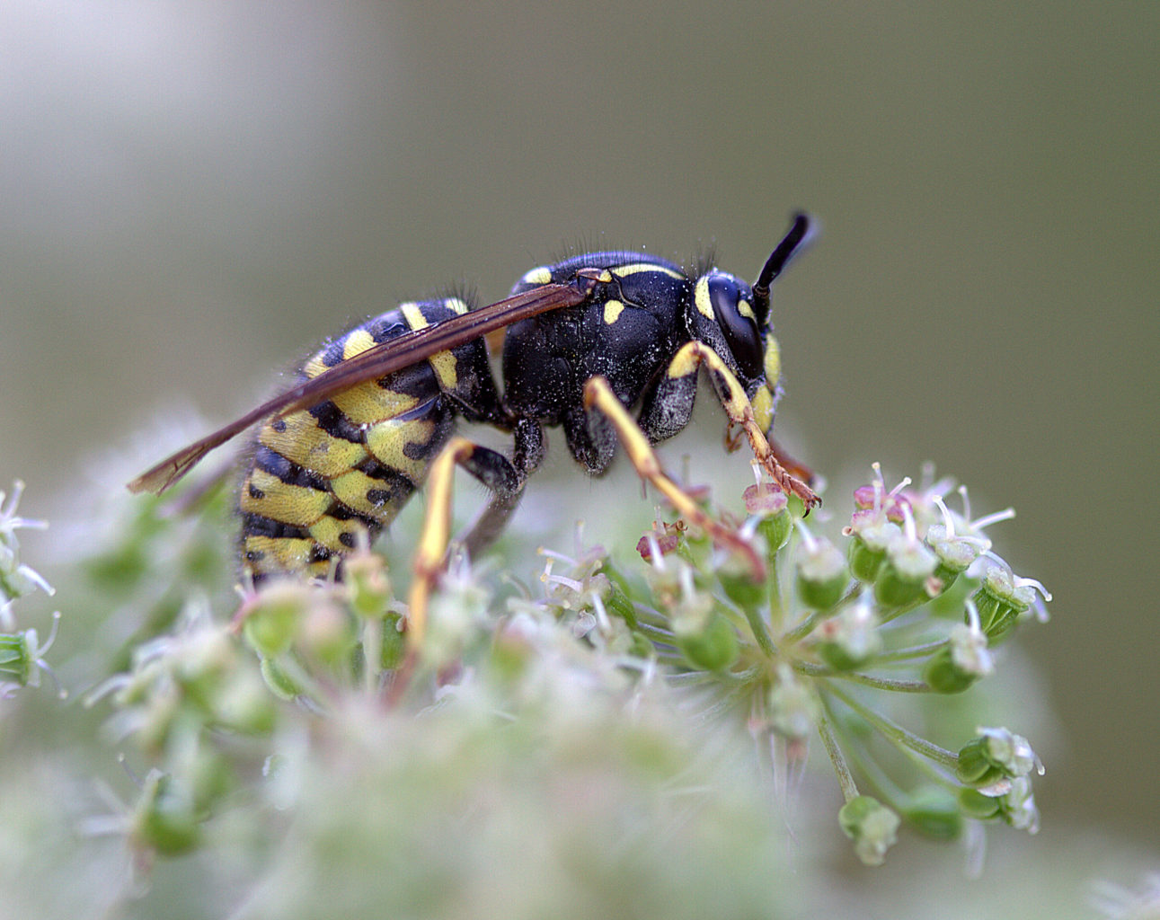 Valokuvaaja: Sirpa Jyske