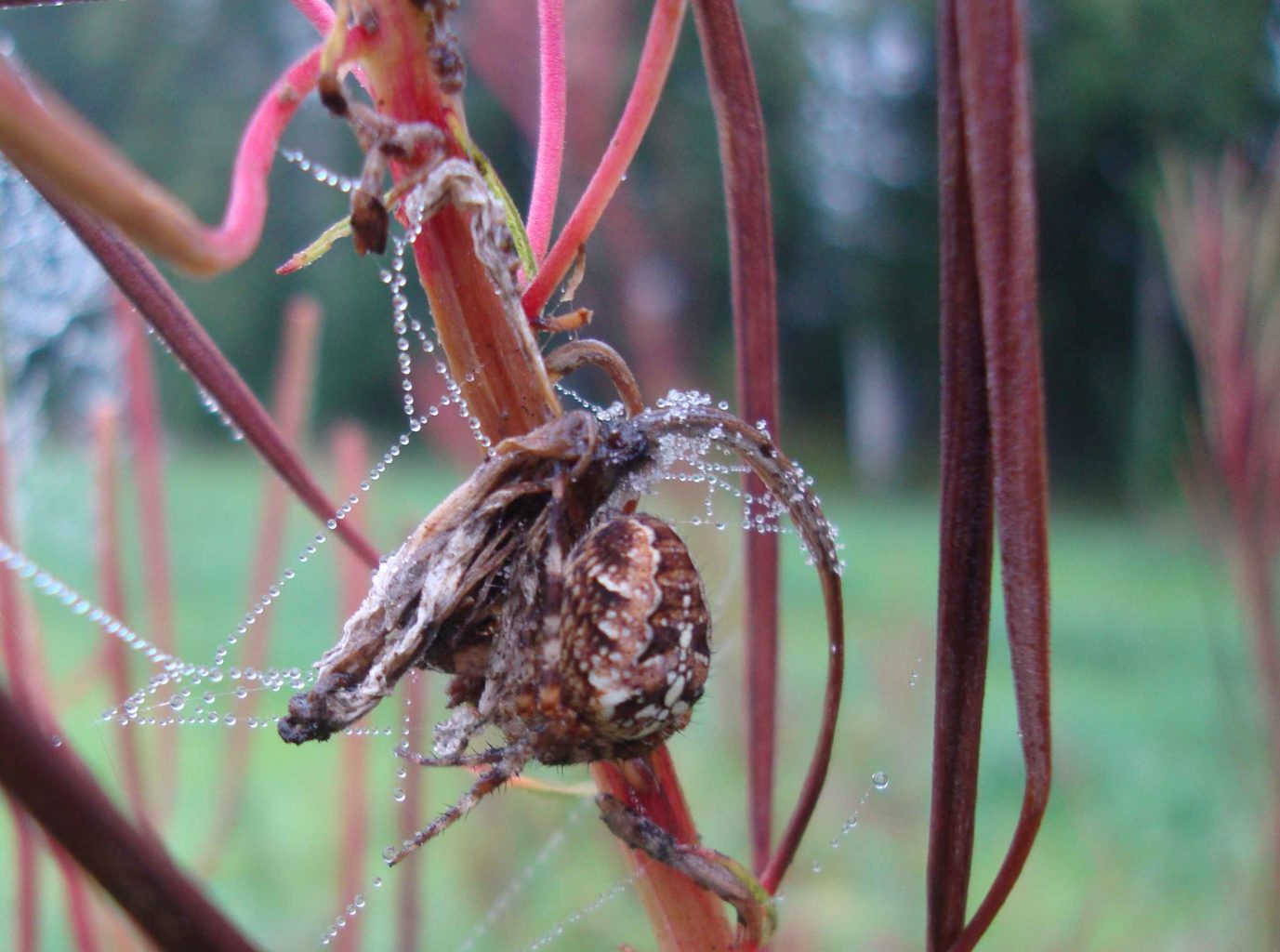 Valokuvaaja: Anja Mustamaa