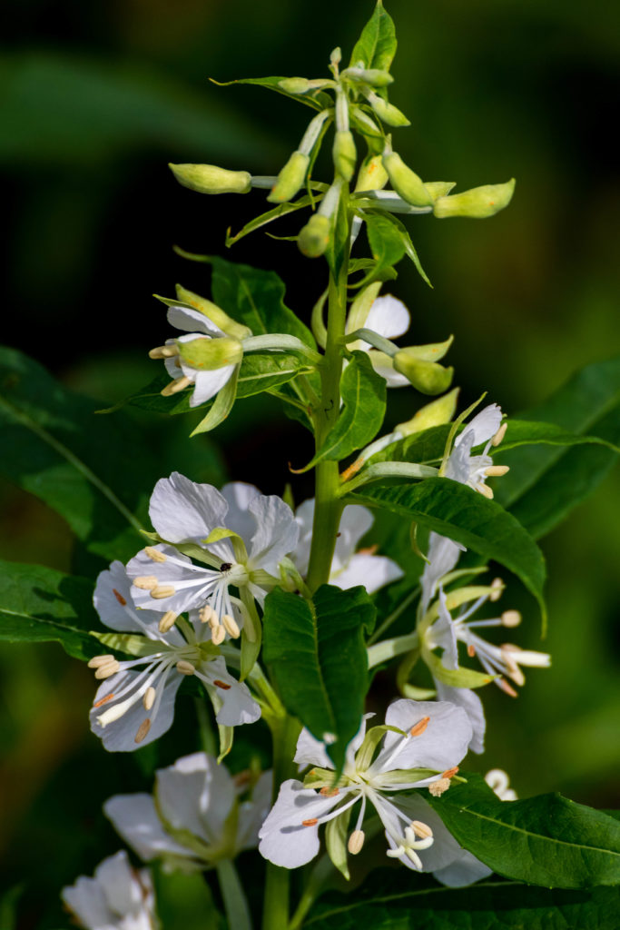 Valokuvaaja: Merja Ollikainen