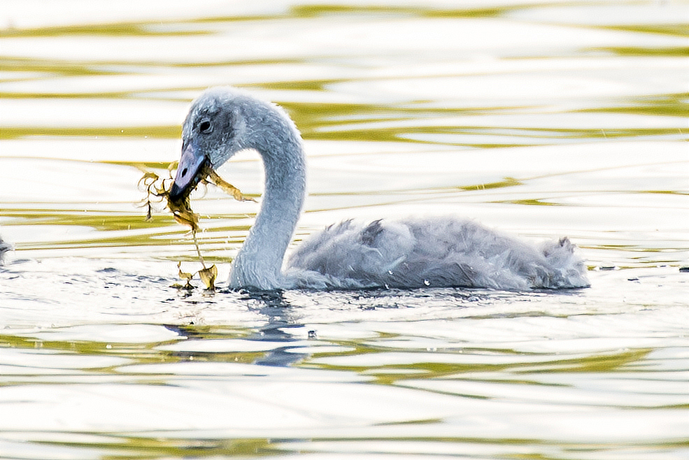 Valokuvaaja: Joona Korhonen
