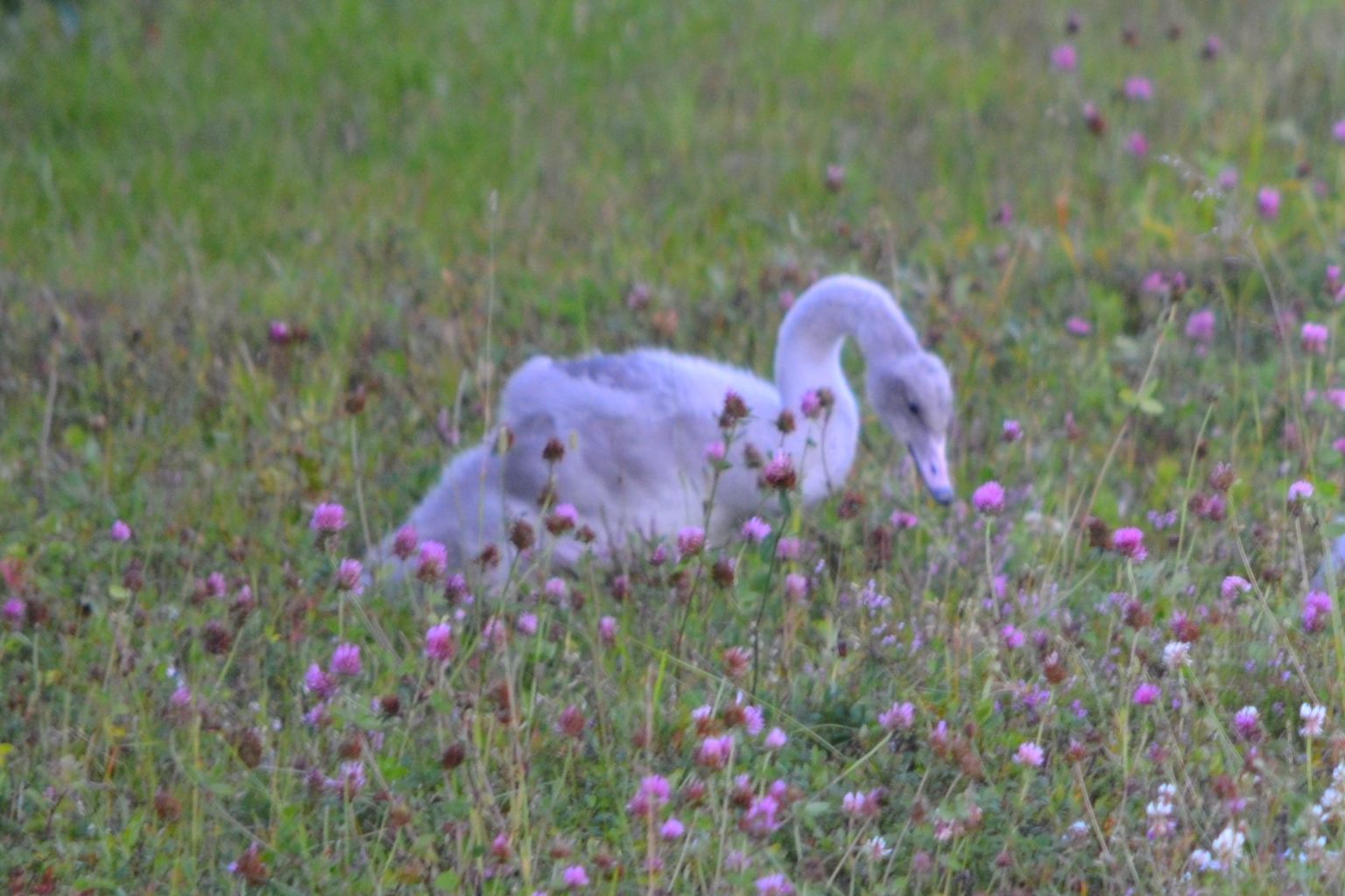 Valokuvaaja: Leena Rissanen