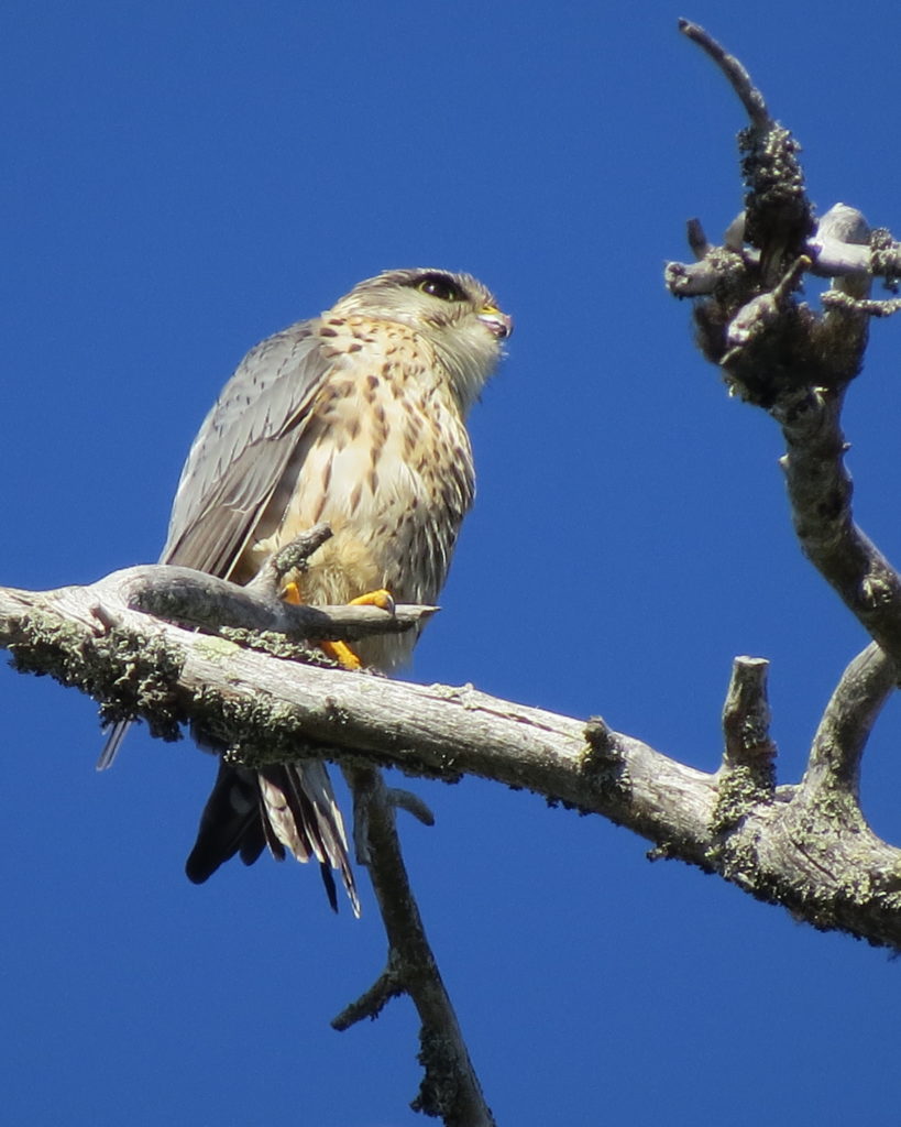 Valokuvaaja: Minna Kähkönen