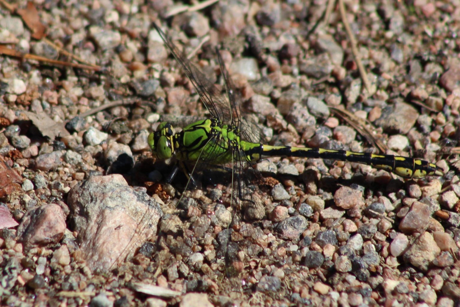 Valokuvaaja: Päivi Salonen