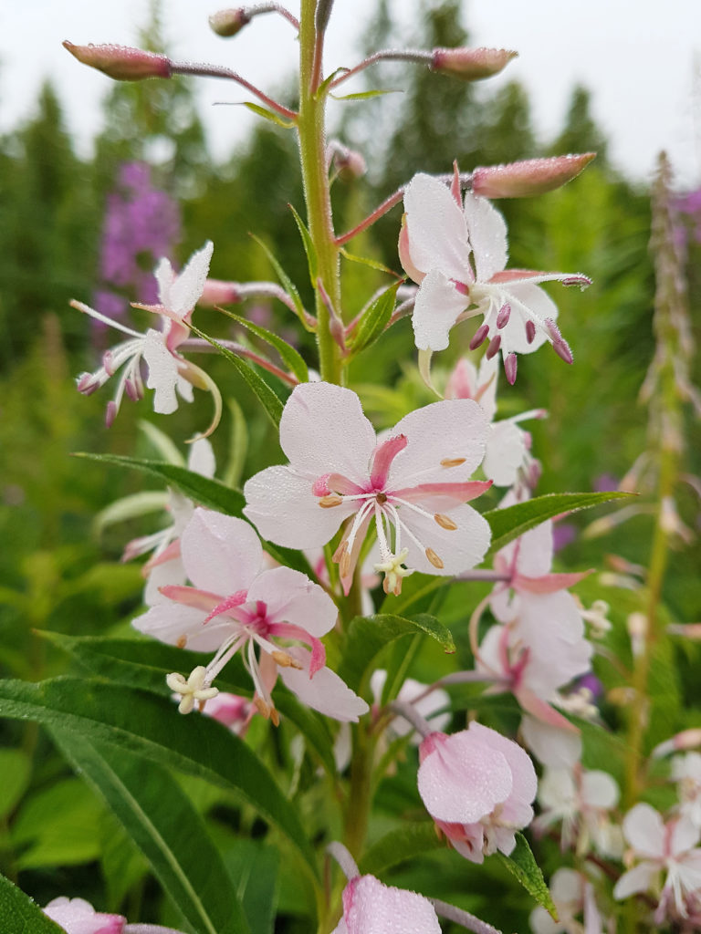 Valokuvaaja: Mirva Inkilä