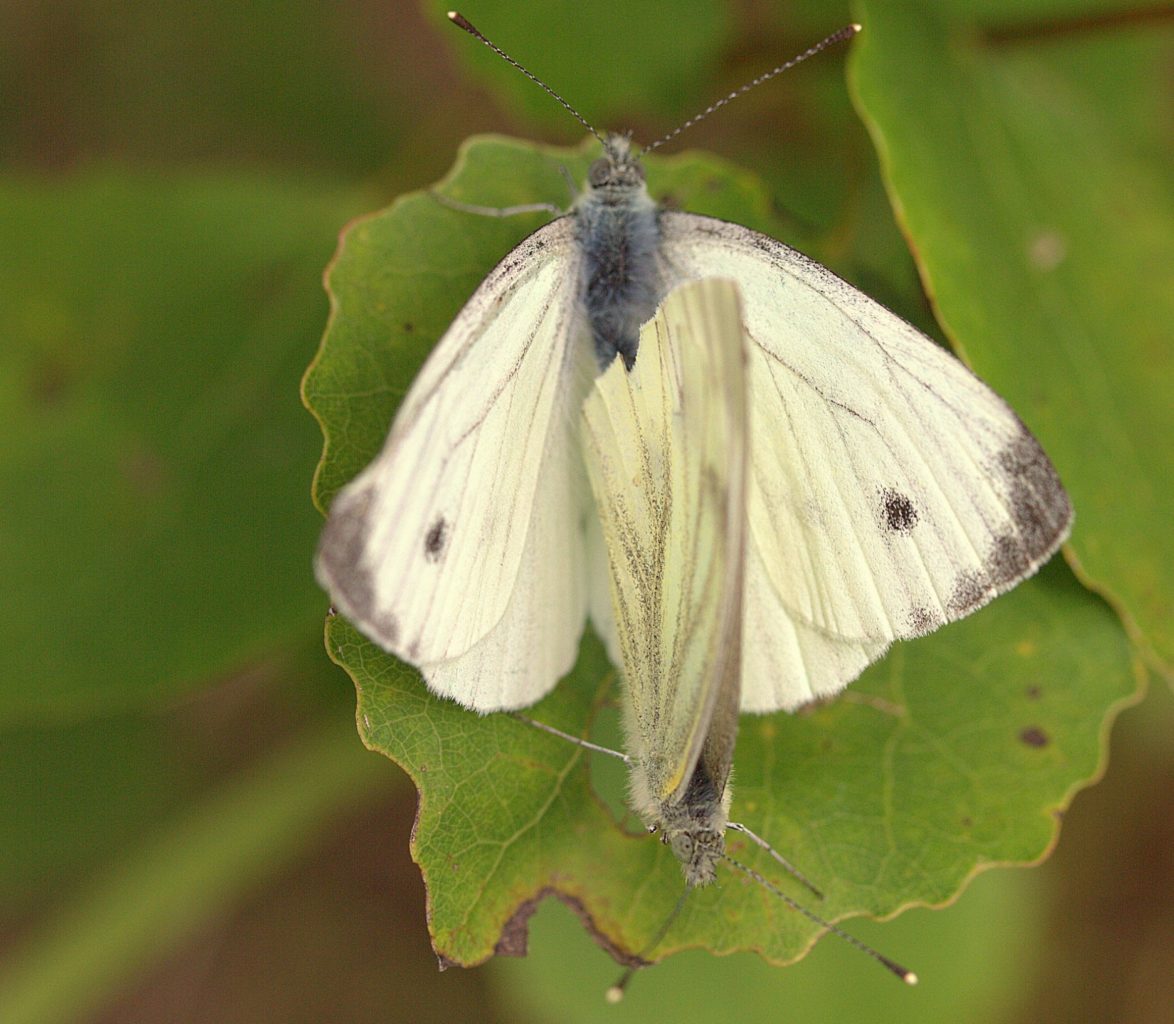 Valokuvaaja: Sirpa Jyske
