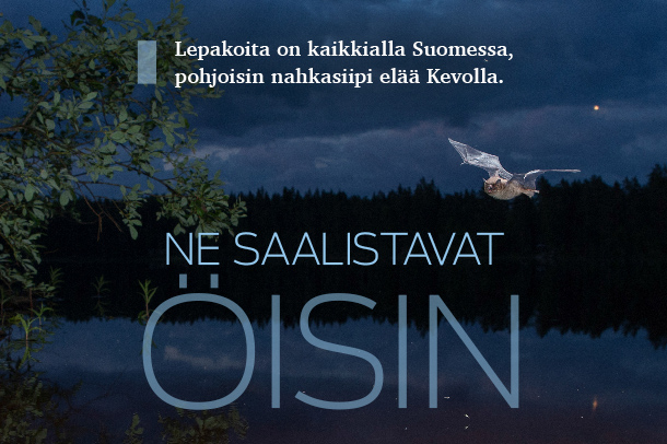 Suomen Luonto 6/17 on ilmestynyt!