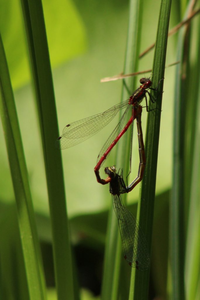 Valokuvaaja: Päivi Salonen