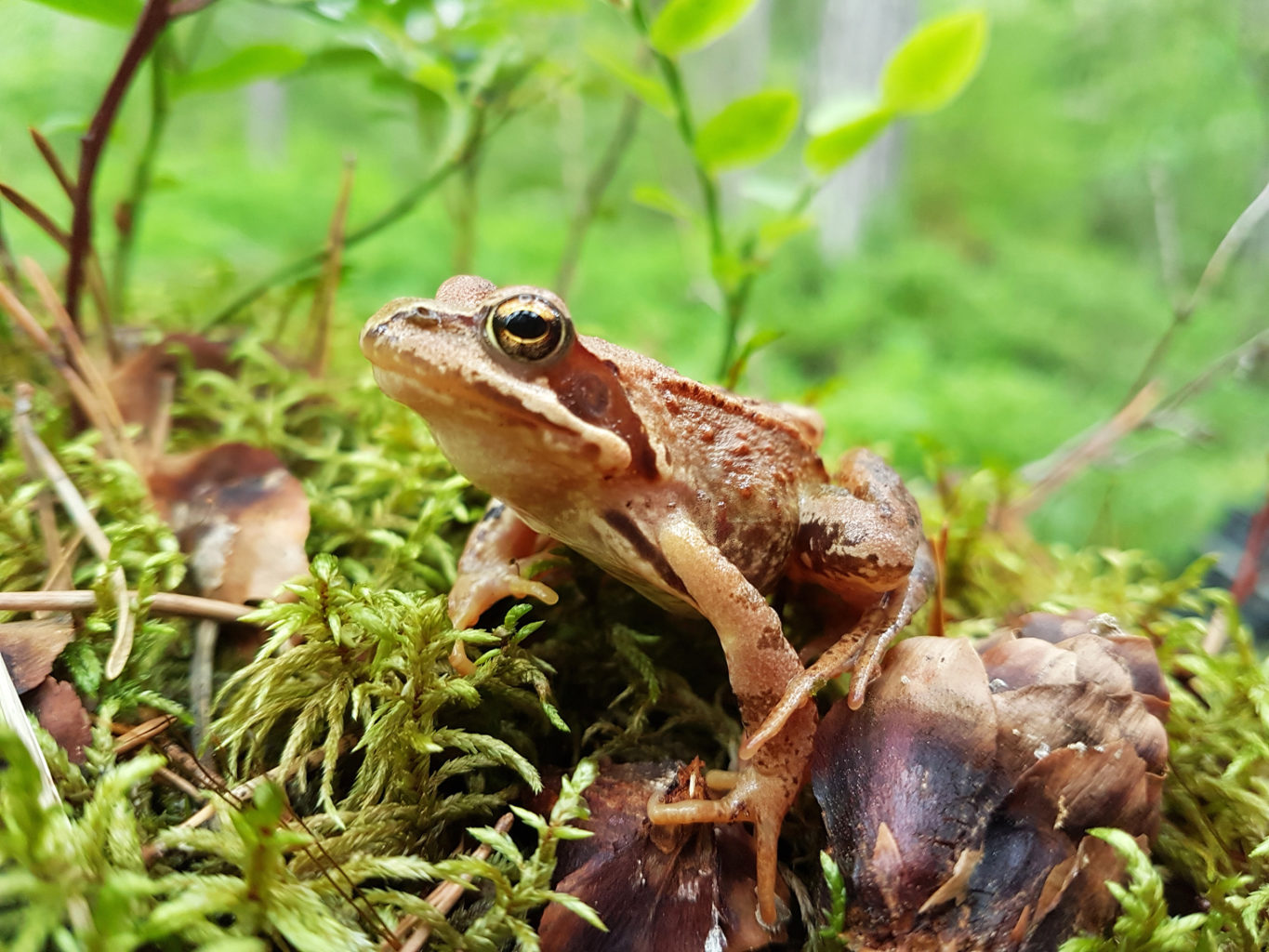 Valokuvaaja: Mirva Inkilä