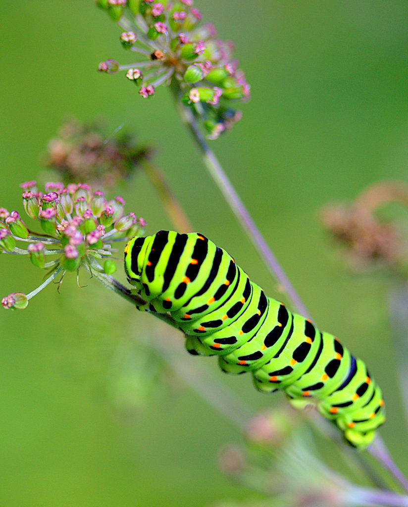 Valokuvaaja: Sirpa Jyske Valokuvaaja: Sirpa Jyske