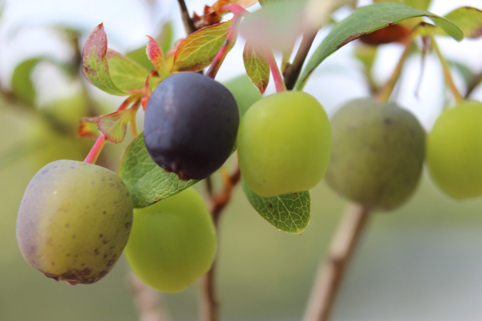 Valokuvaaja: Irja lehtinen
