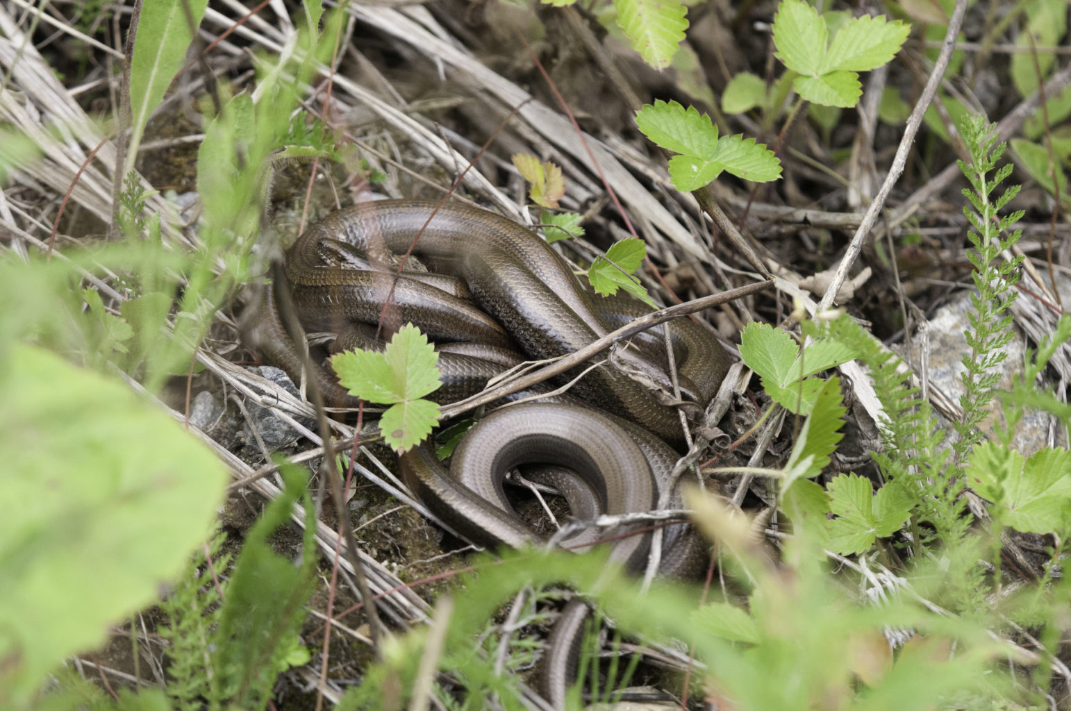Valokuvaaja: Joel Rahkonen