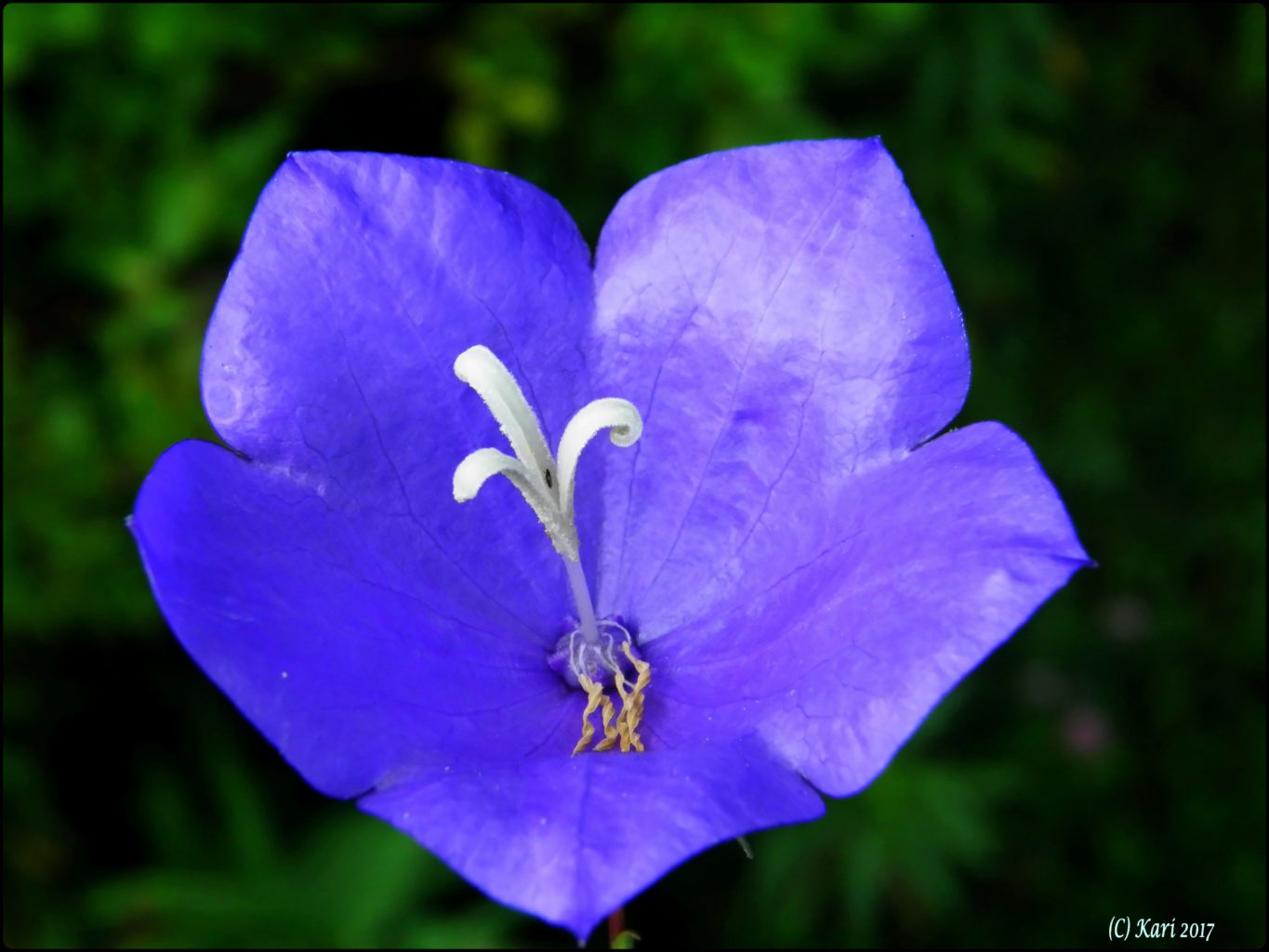 Valokuvaaja: Kari Saarinen