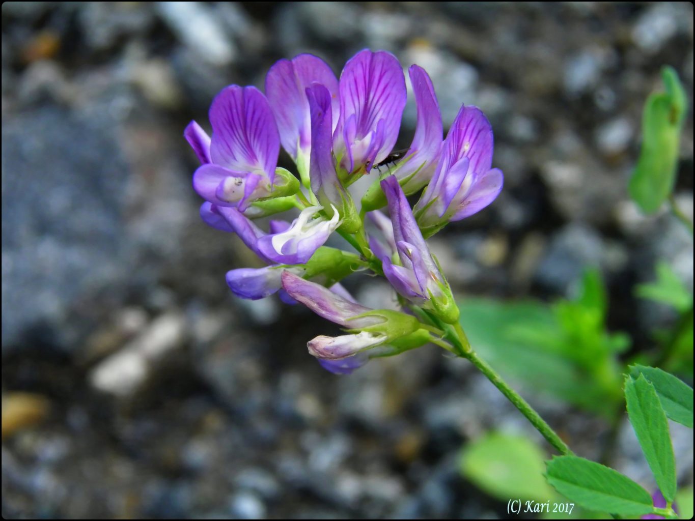 Valokuvaaja: Kari Saarinen