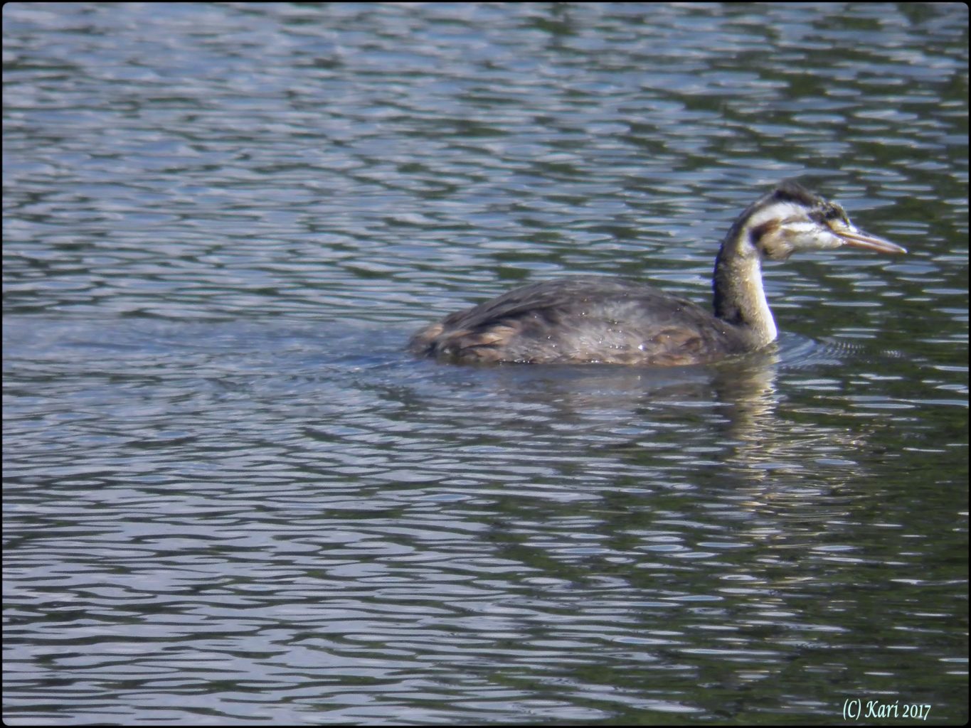 Valokuvaaja: Kari Saarinen