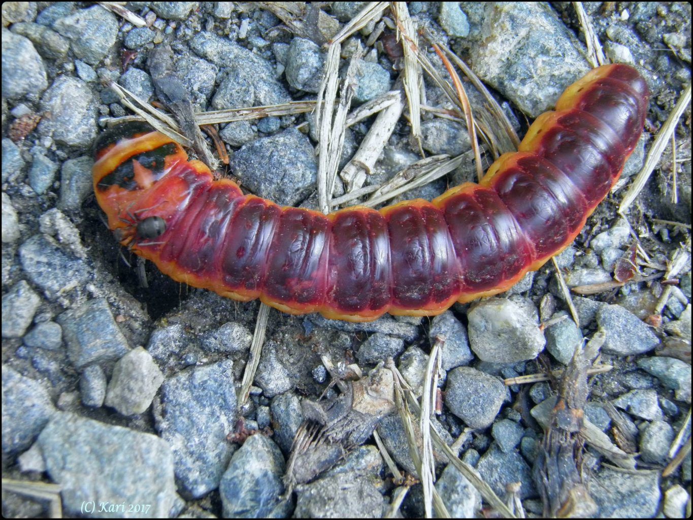 Valokuvaaja: Kari Saarinen