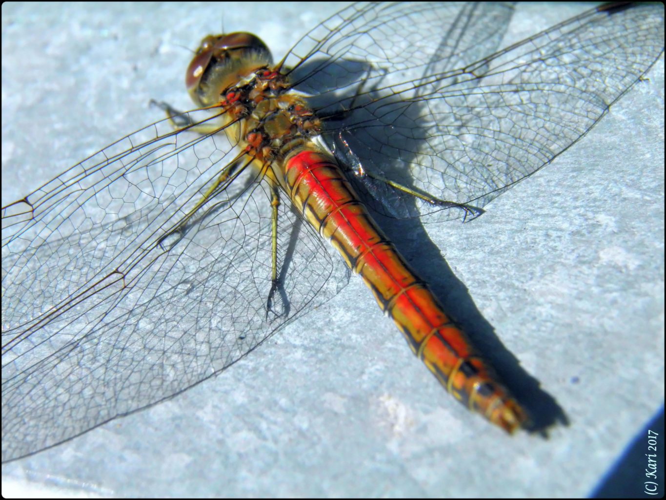 Valokuvaaja: Kari Saarinen