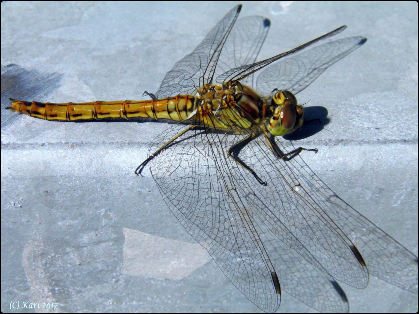 Valokuvaaja: Kari Saarinen Valokuvaaja: Kari Saarinen