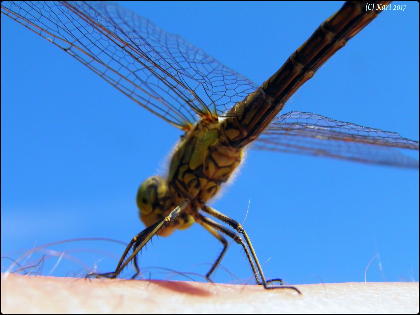Valokuvaaja: Kari Saarinen
