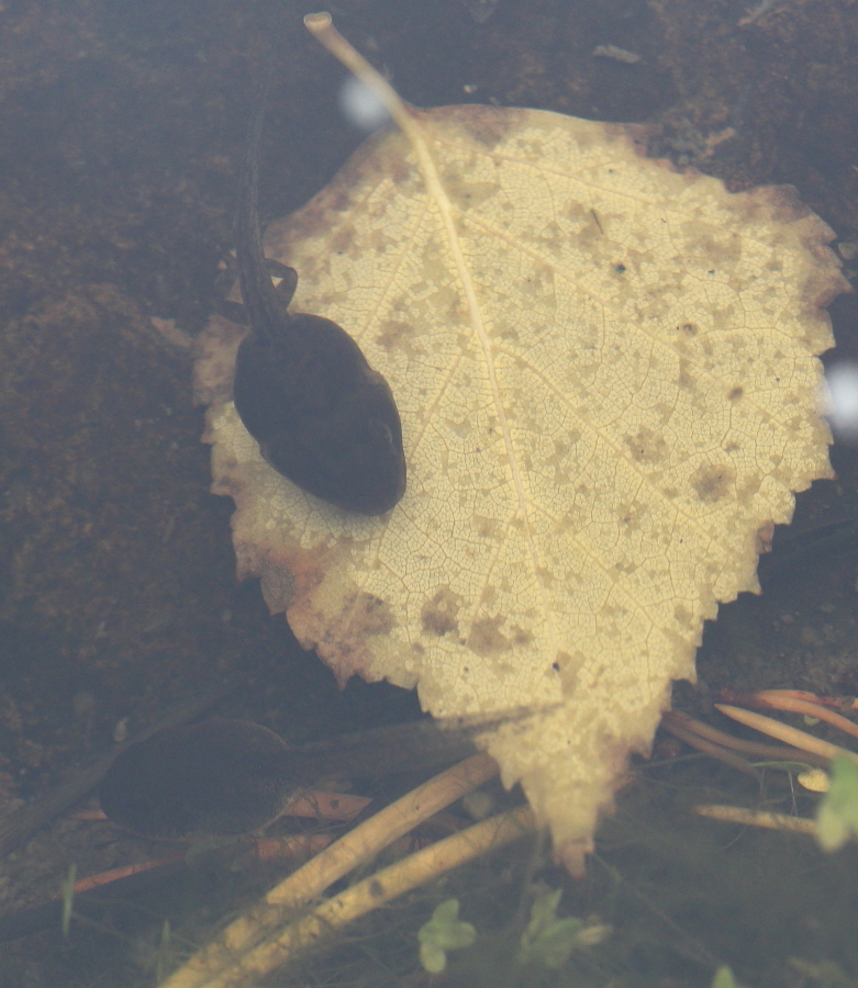 Valokuvaaja: Hanna Järvinen