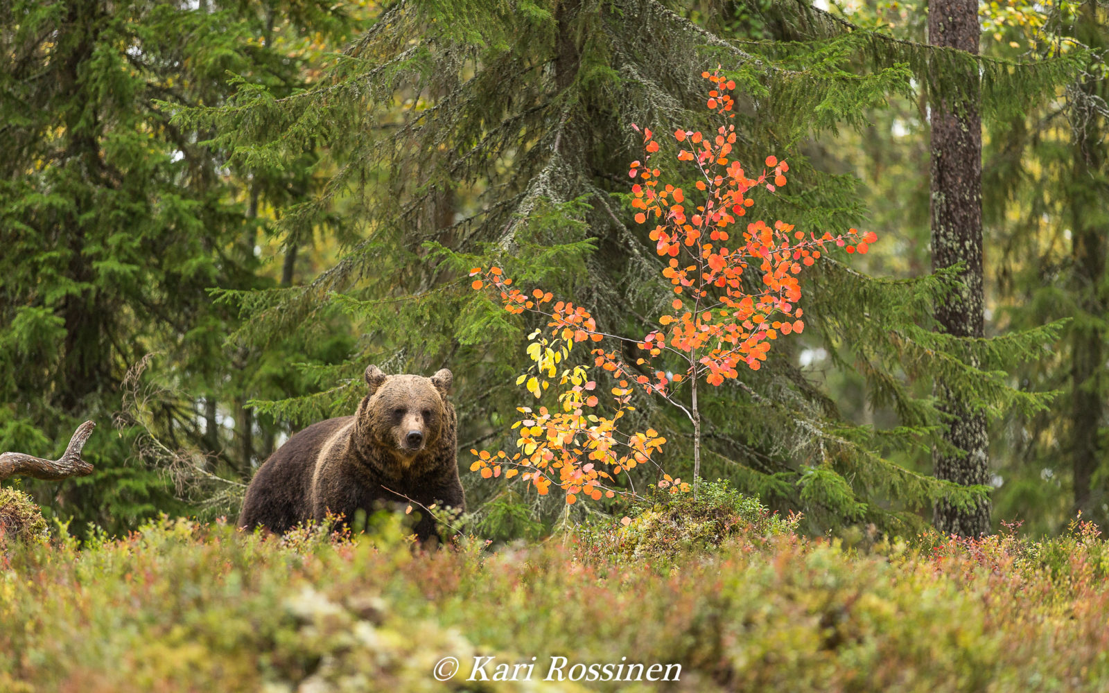 Valokuvaaja: Kari Rossinen