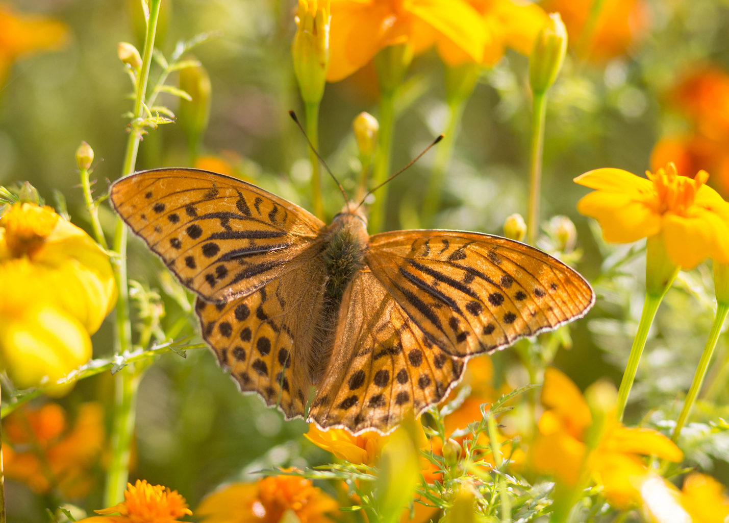 Valokuvaaja: Irma Kortekallio