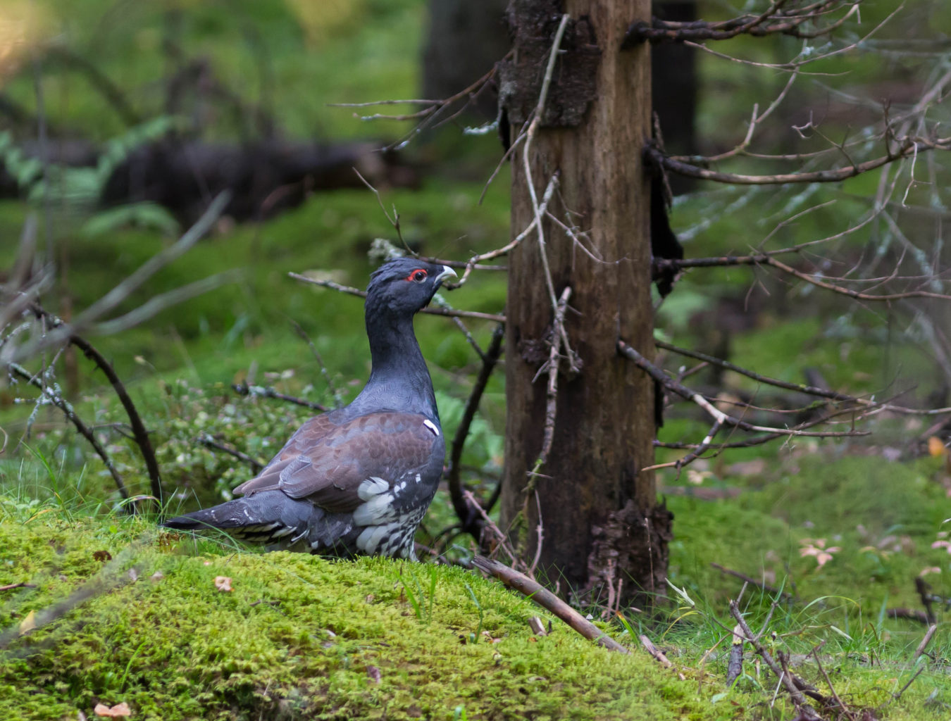 Valokuvaaja: Irma Kortekallio