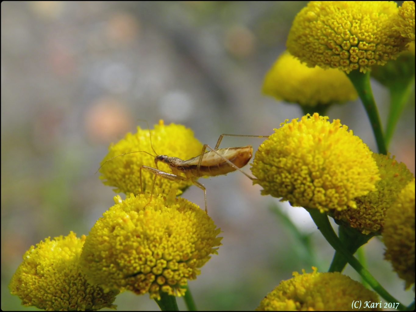 Valokuvaaja: Kari Saarinen