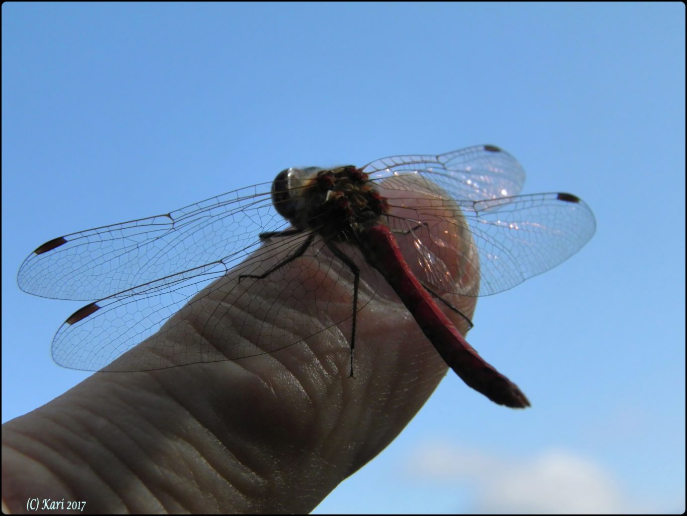 Valokuvaaja: Kari Saarinen
