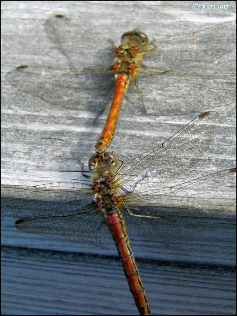 Valokuvaaja: Kari Saarinen