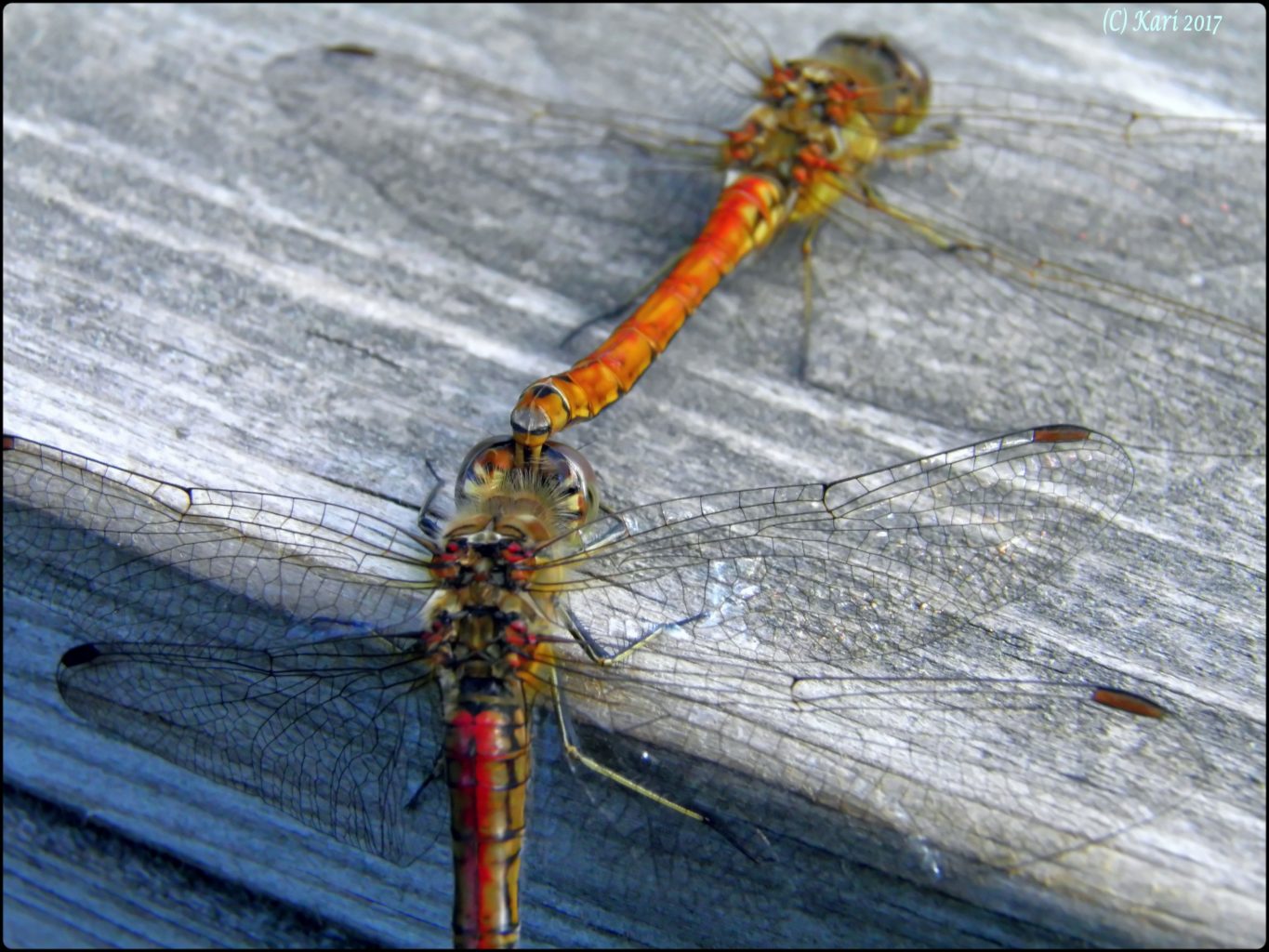 Valokuvaaja: Kari Saarinen