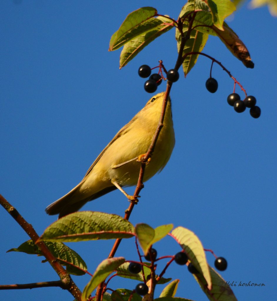 Valokuvaaja: Heli Korhonen