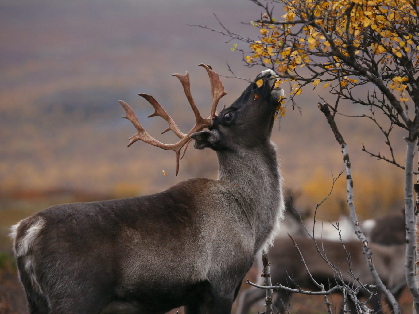 Valokuvaaja: Anne Moilanen
