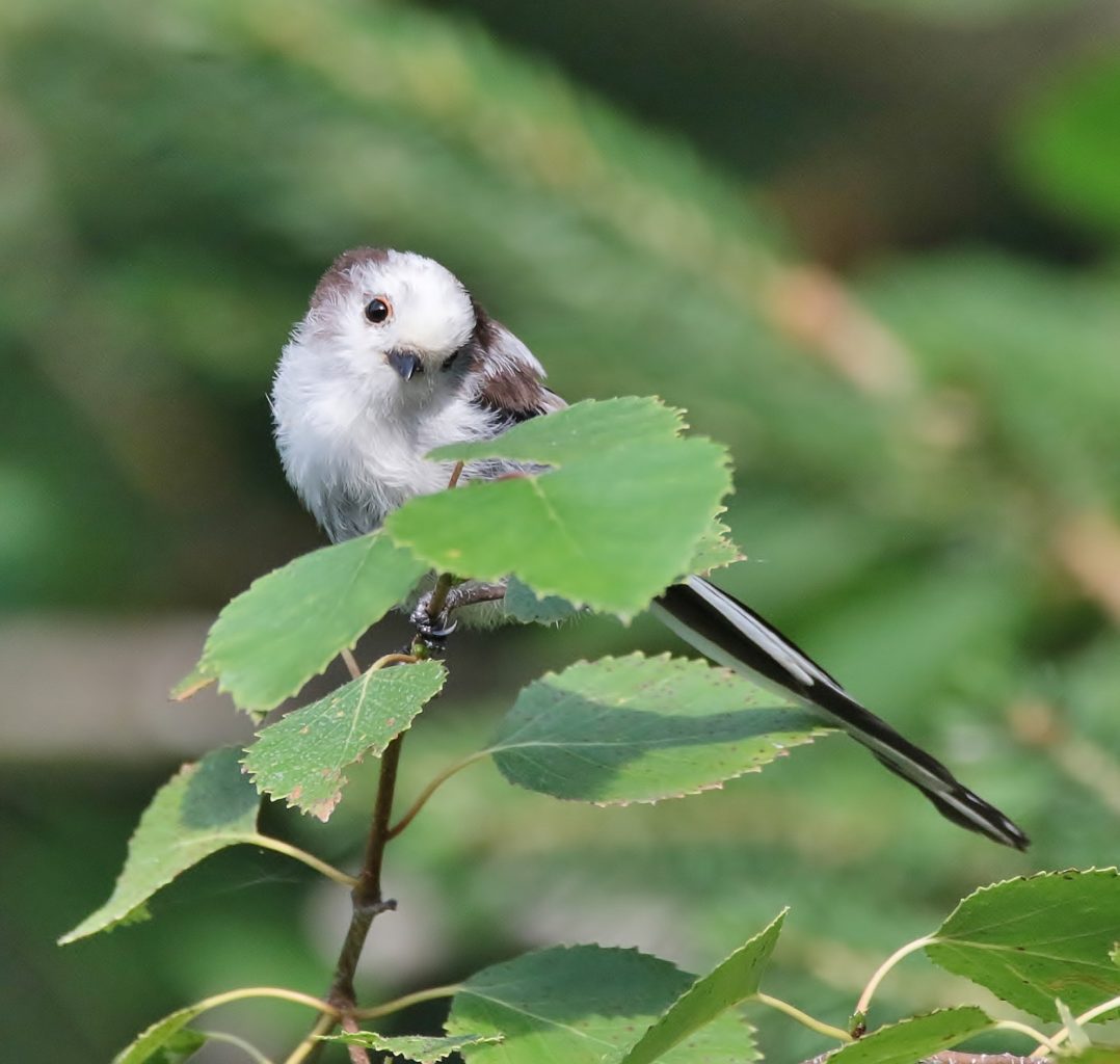 Valokuvaaja: Tuula Pirnes