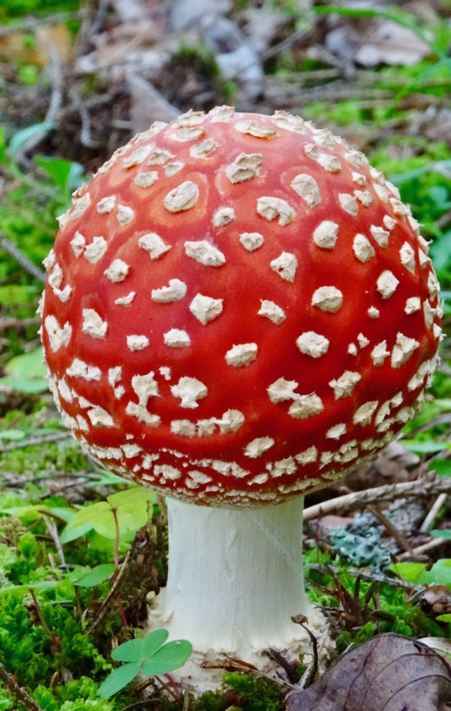 Valokuvaaja: Liisa Niiva-Korpela