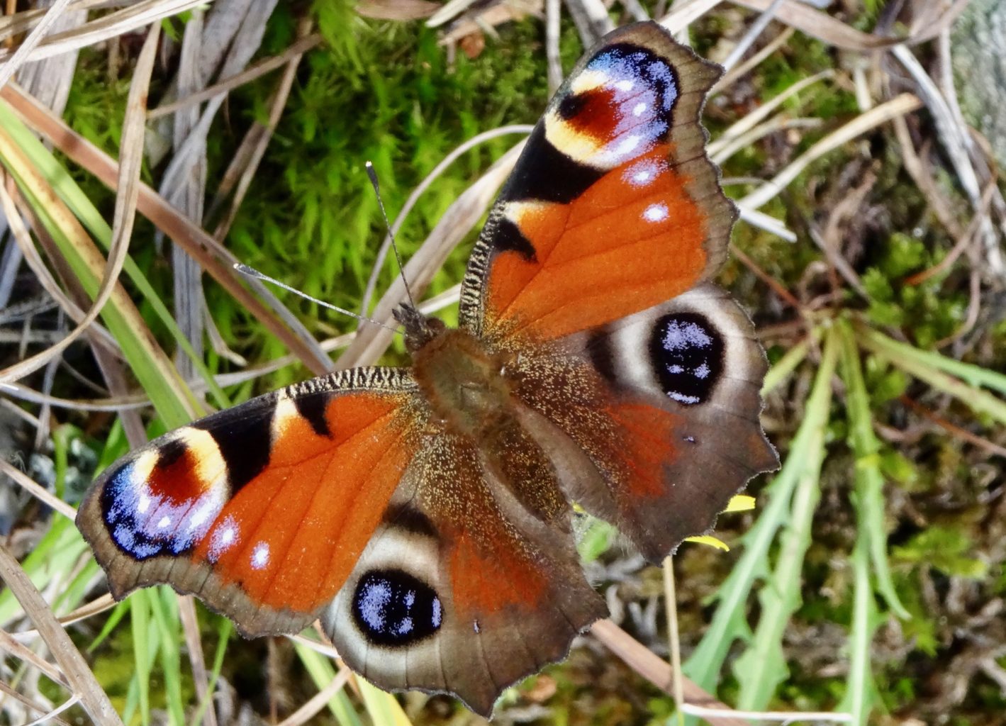 Valokuvaaja: Liisa Niiva-Korpela
