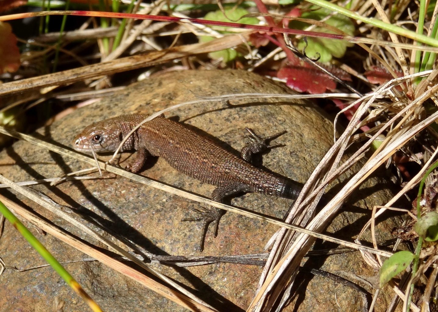 Valokuvaaja: Liisa Niiva-Korpela