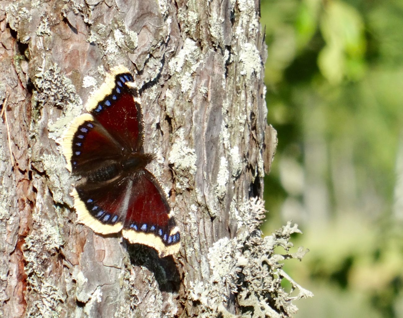 Valokuvaaja: Liisa Niiva-Korpela