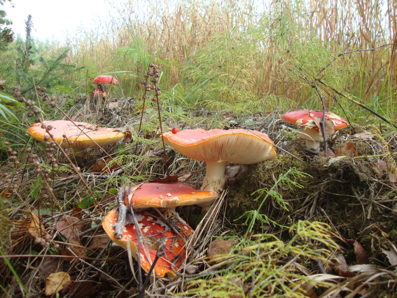 Valokuvaaja: Anja Mustamaa