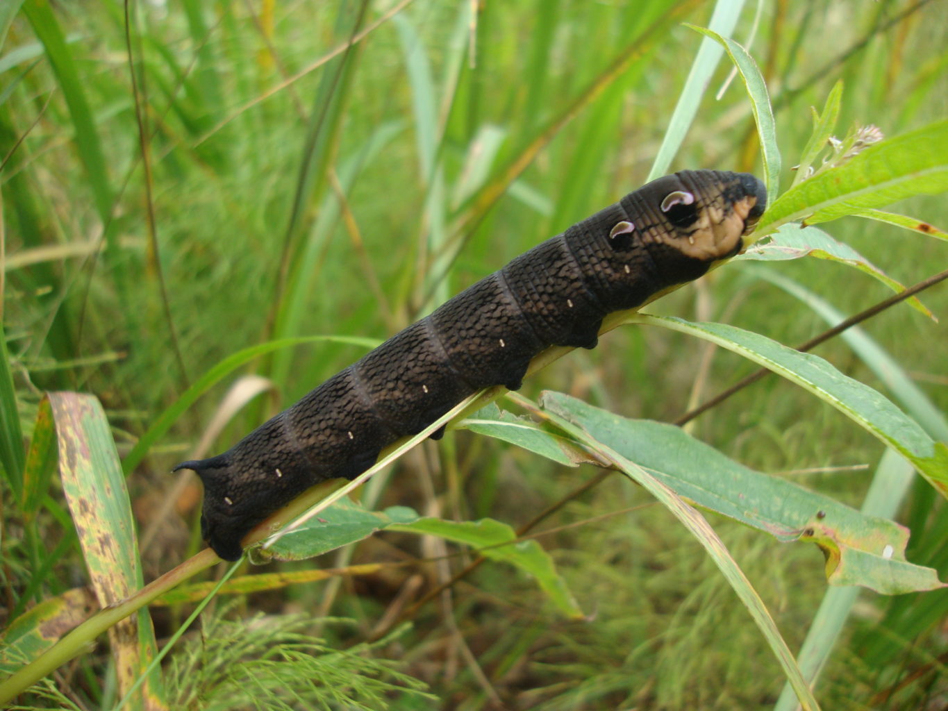 Valokuvaaja: Anja Mustamaa