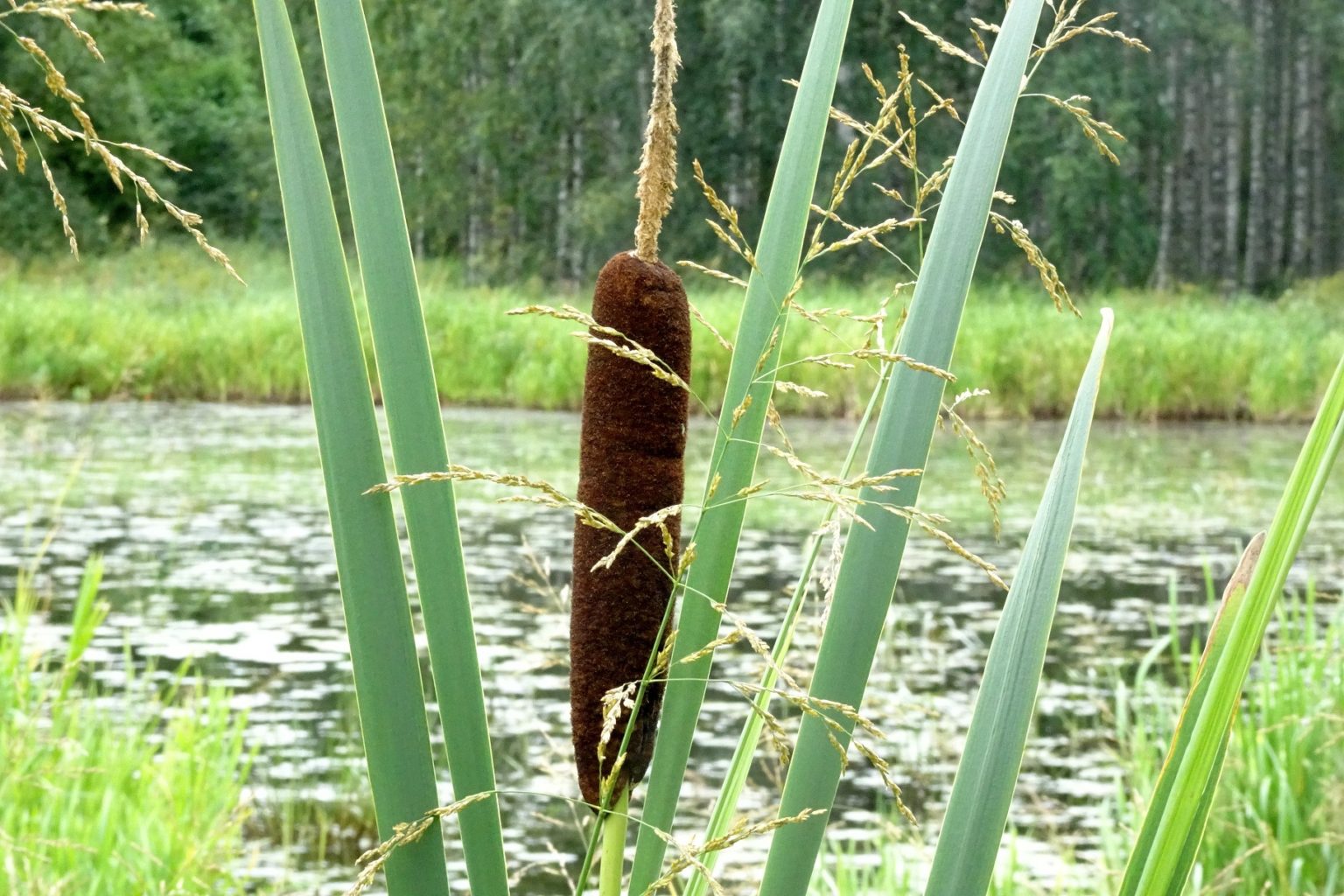 Valokuvaaja: Irja Lehtinen