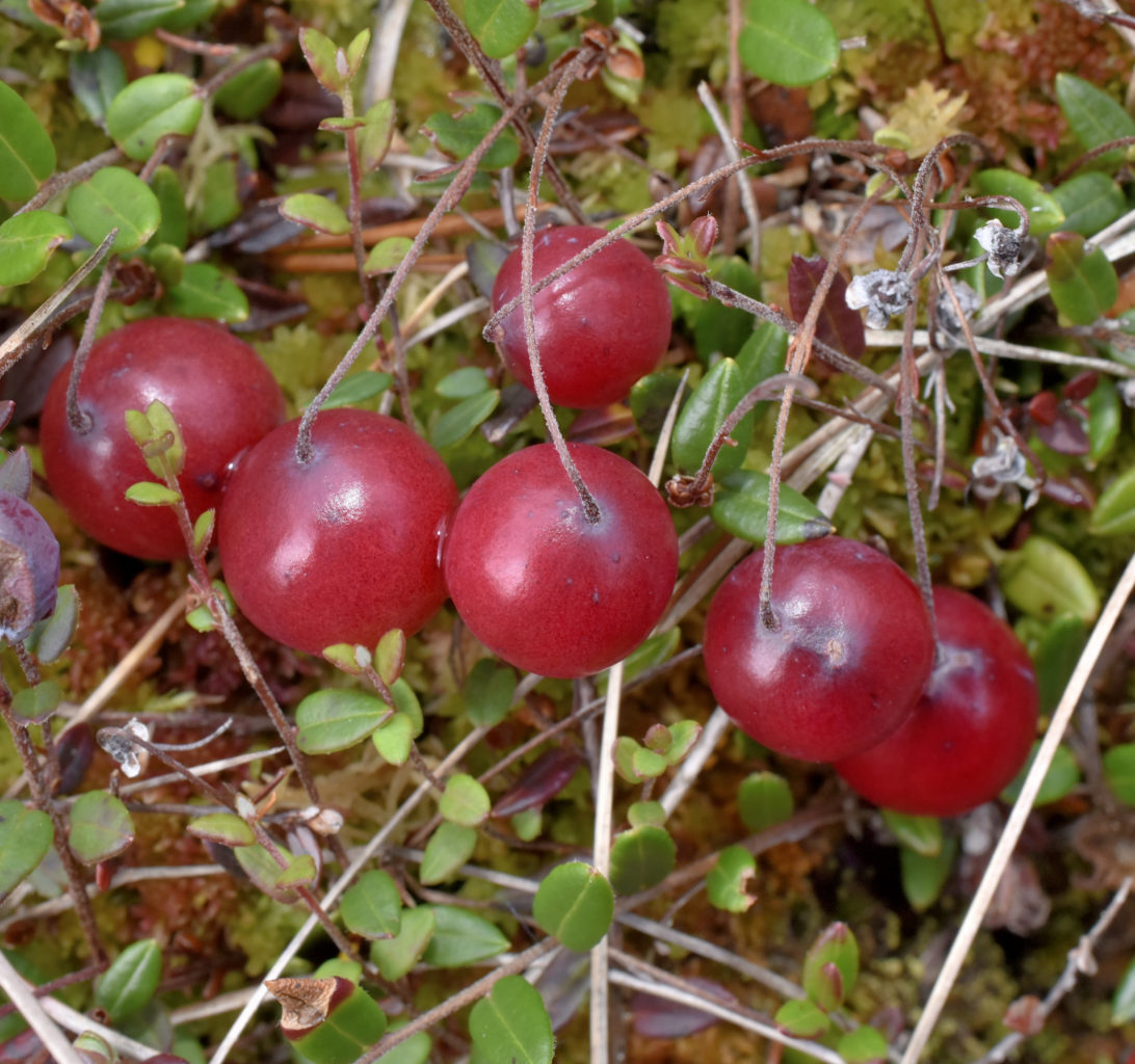 Valokuvaaja: Reijo Juurinen