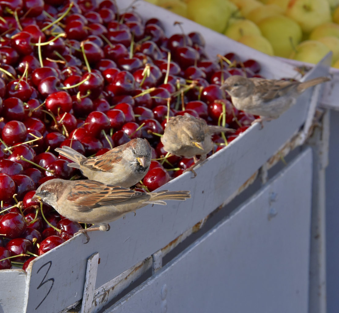 Valokuvaaja: Reijo Juurinen