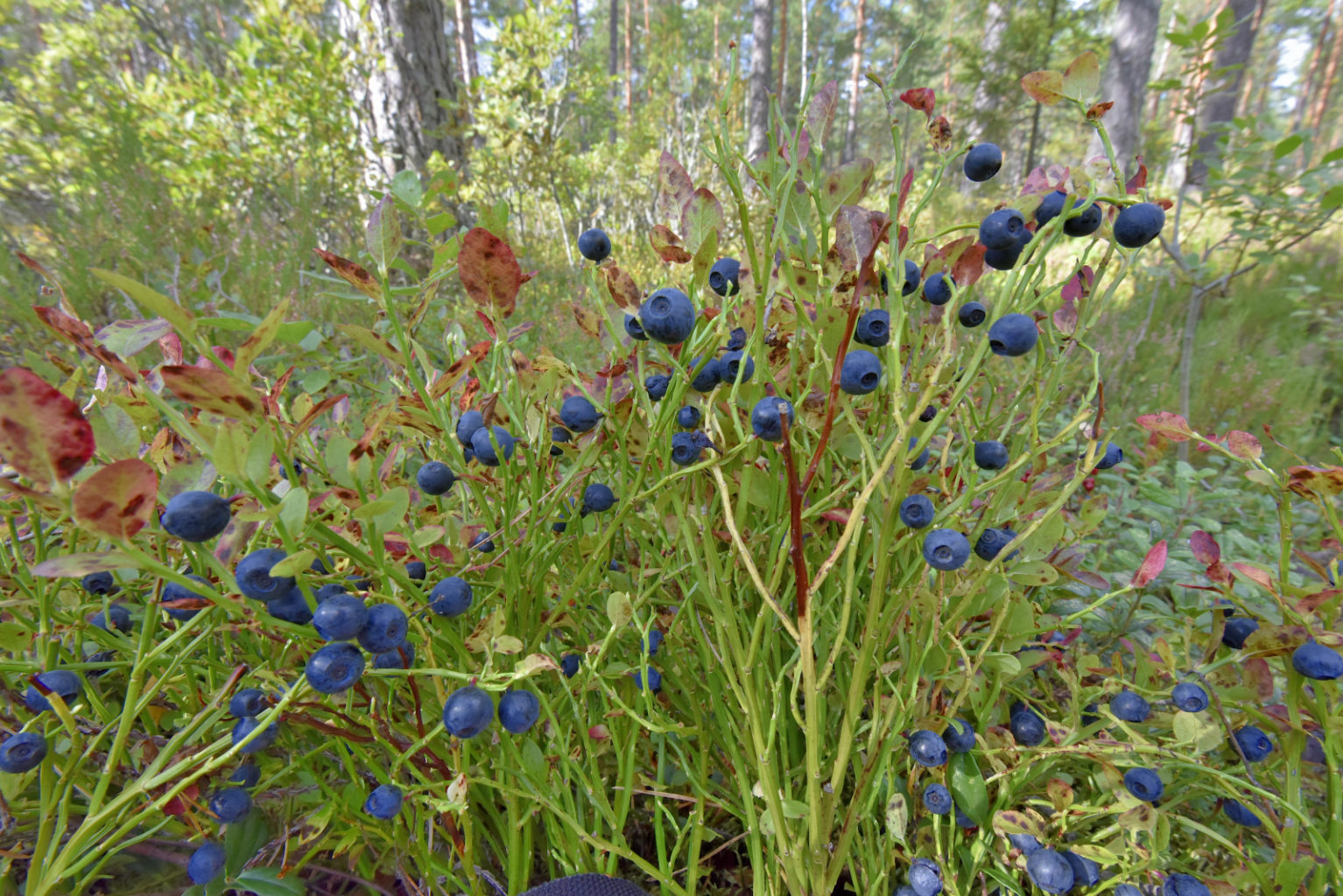 Valokuvaaja: Reijo Juurinen