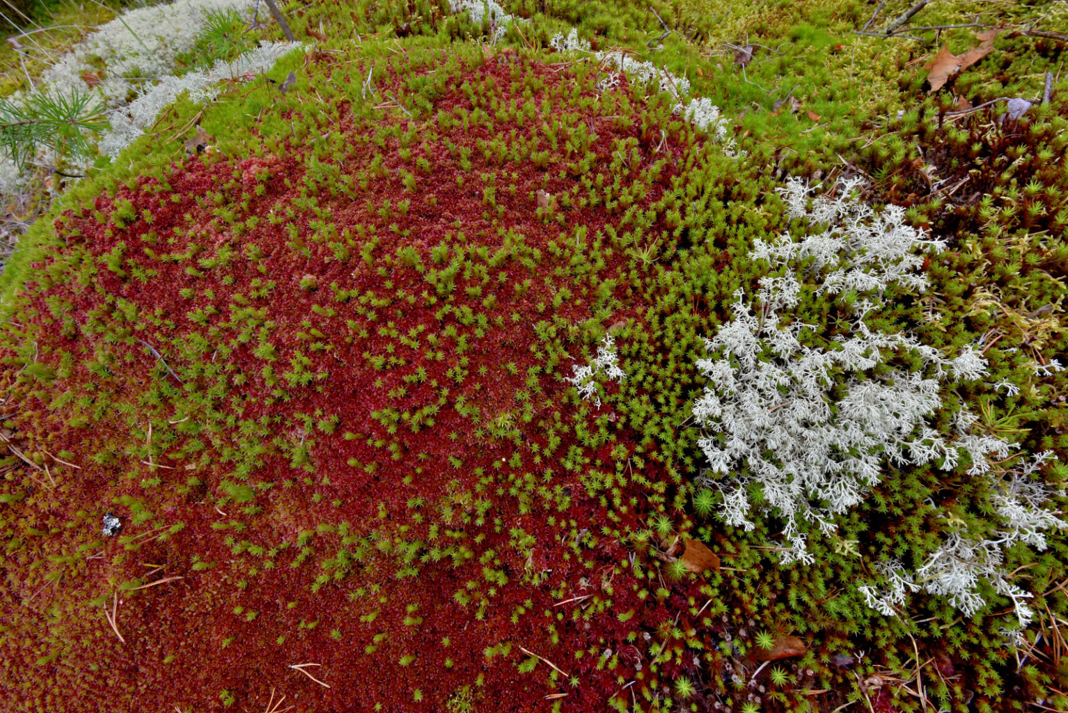 Valokuvaaja: Reijo Juurinen Valokuvaaja: Reijo Juurinen