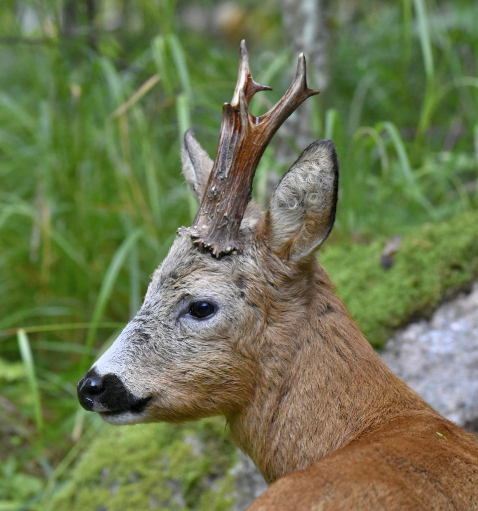 Valokuvaaja: Reijo Juurinen